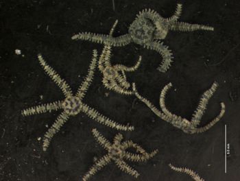 Media type: image; Invertebrate Zoology OPH-4150   Description: preserved specimen;